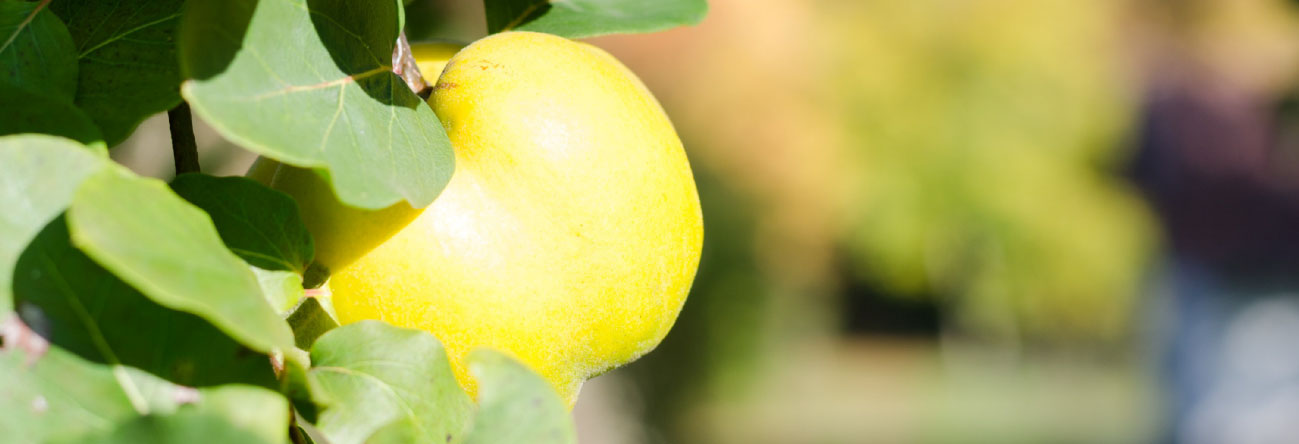 obstgehoelze