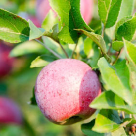 obstgehoelze